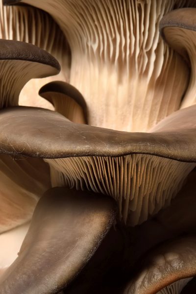 Detail,Of,Oyster,Mushrooms.,Dark,Background.,Perfect,Bunch,Of,Oyster
